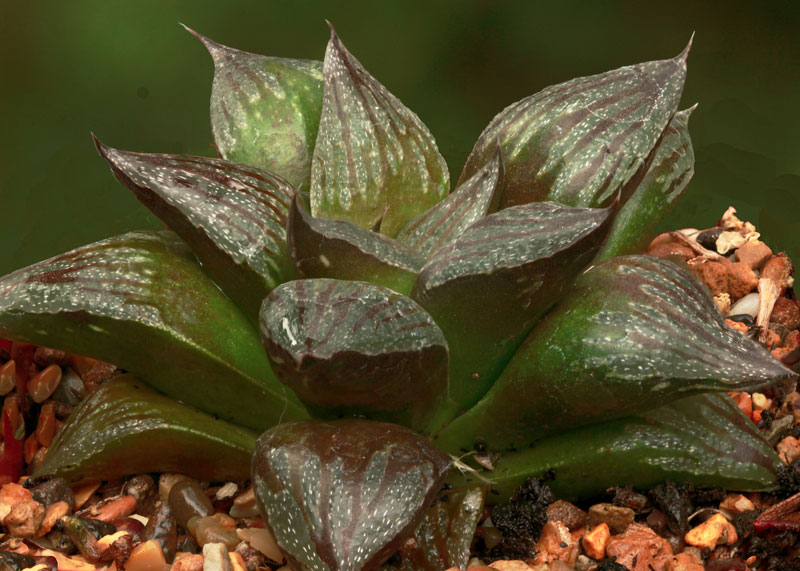 Haworthia cv Black Major